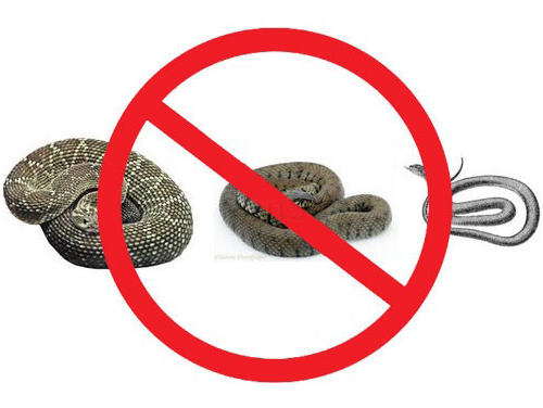 snake
