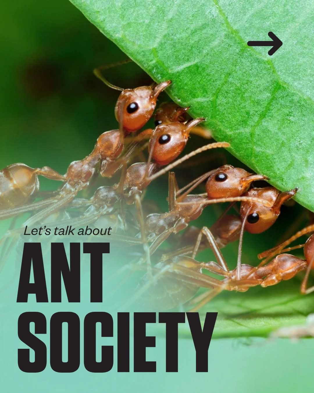 Pest Control