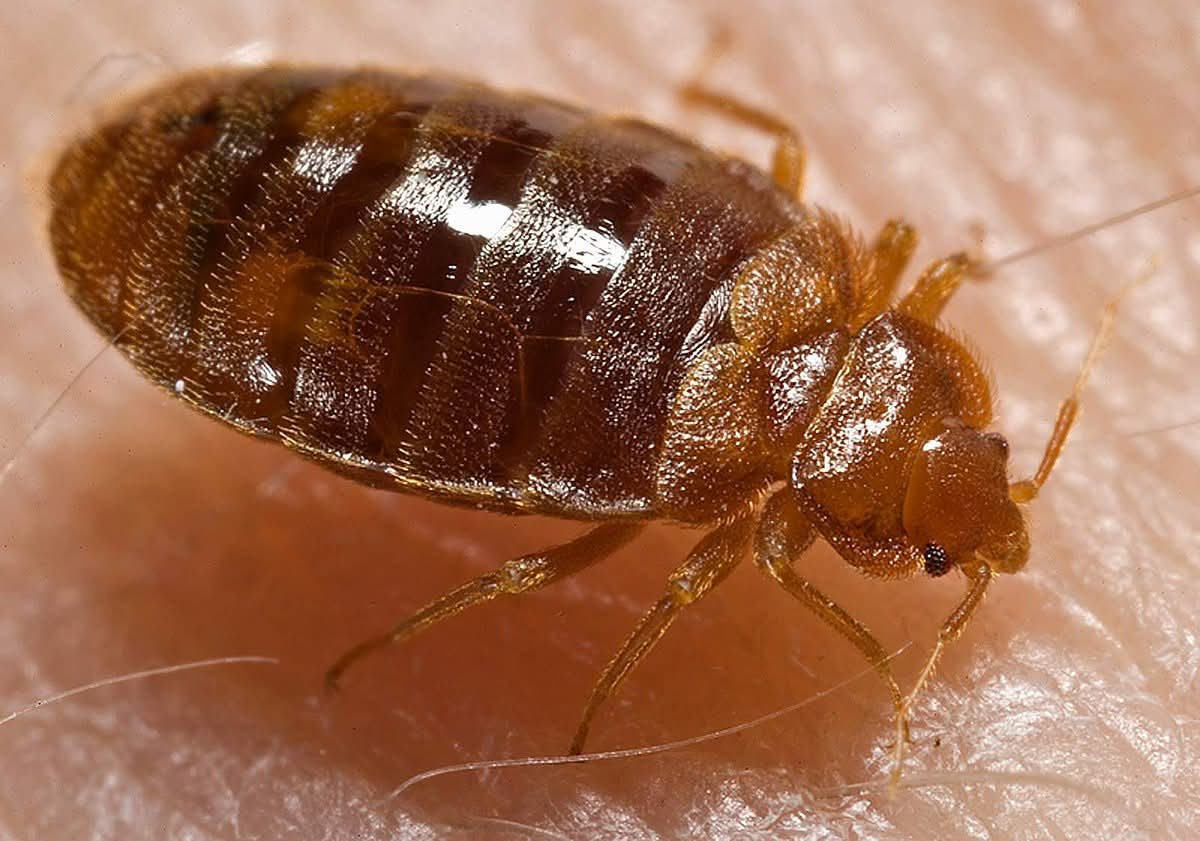 Bed Bugs Control