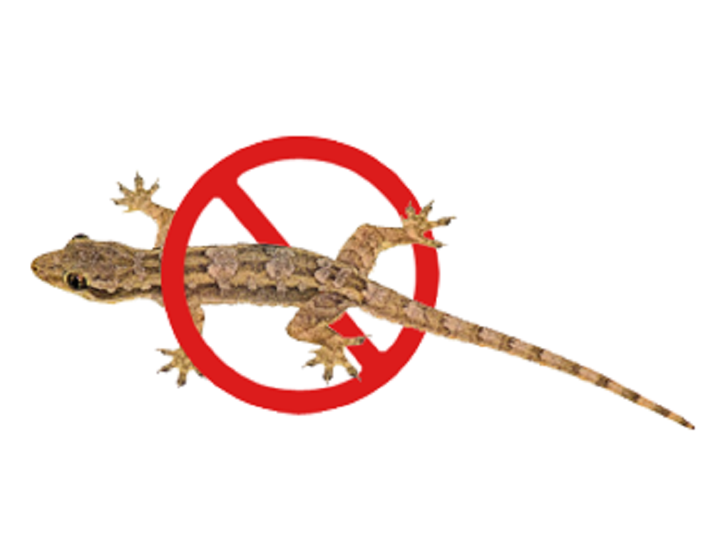 Lizard Control