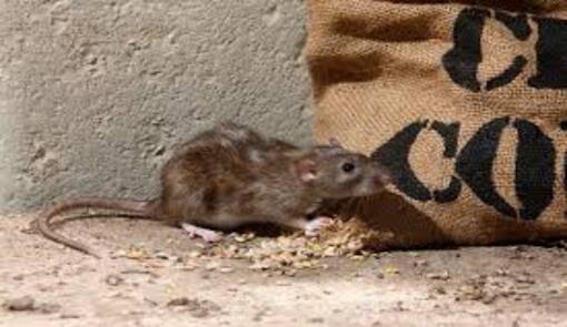 Rodent Control